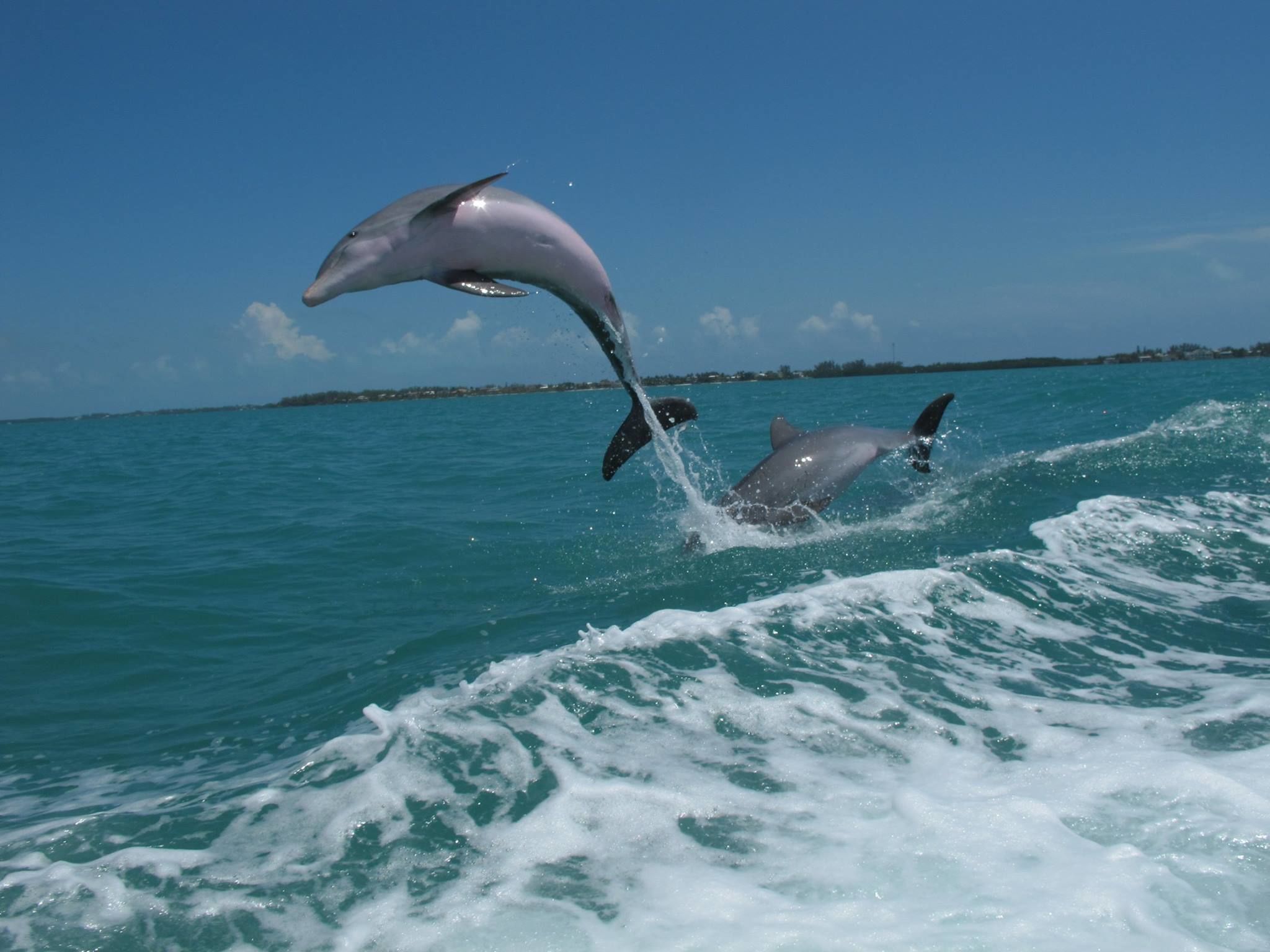 Dolphins swimming in the ocean