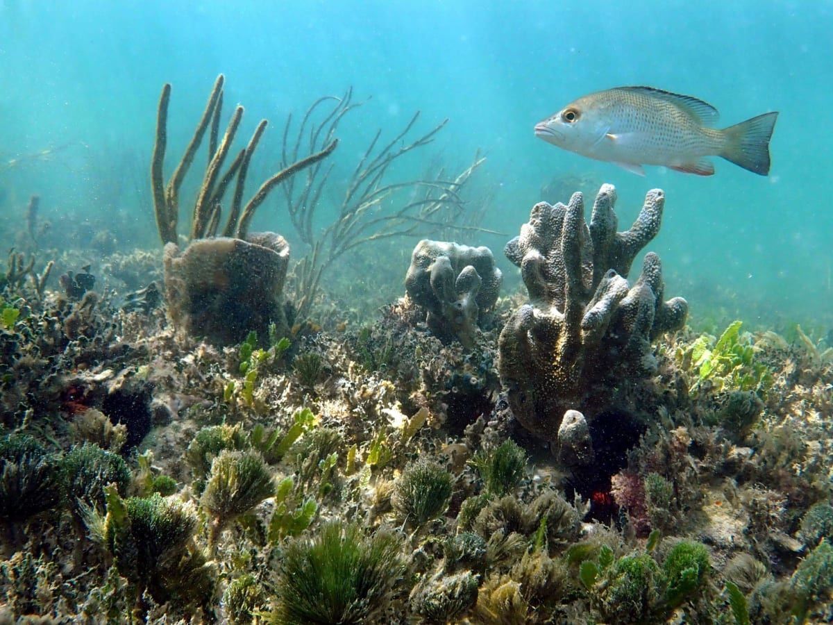 Vibrant coral reef snorkeling