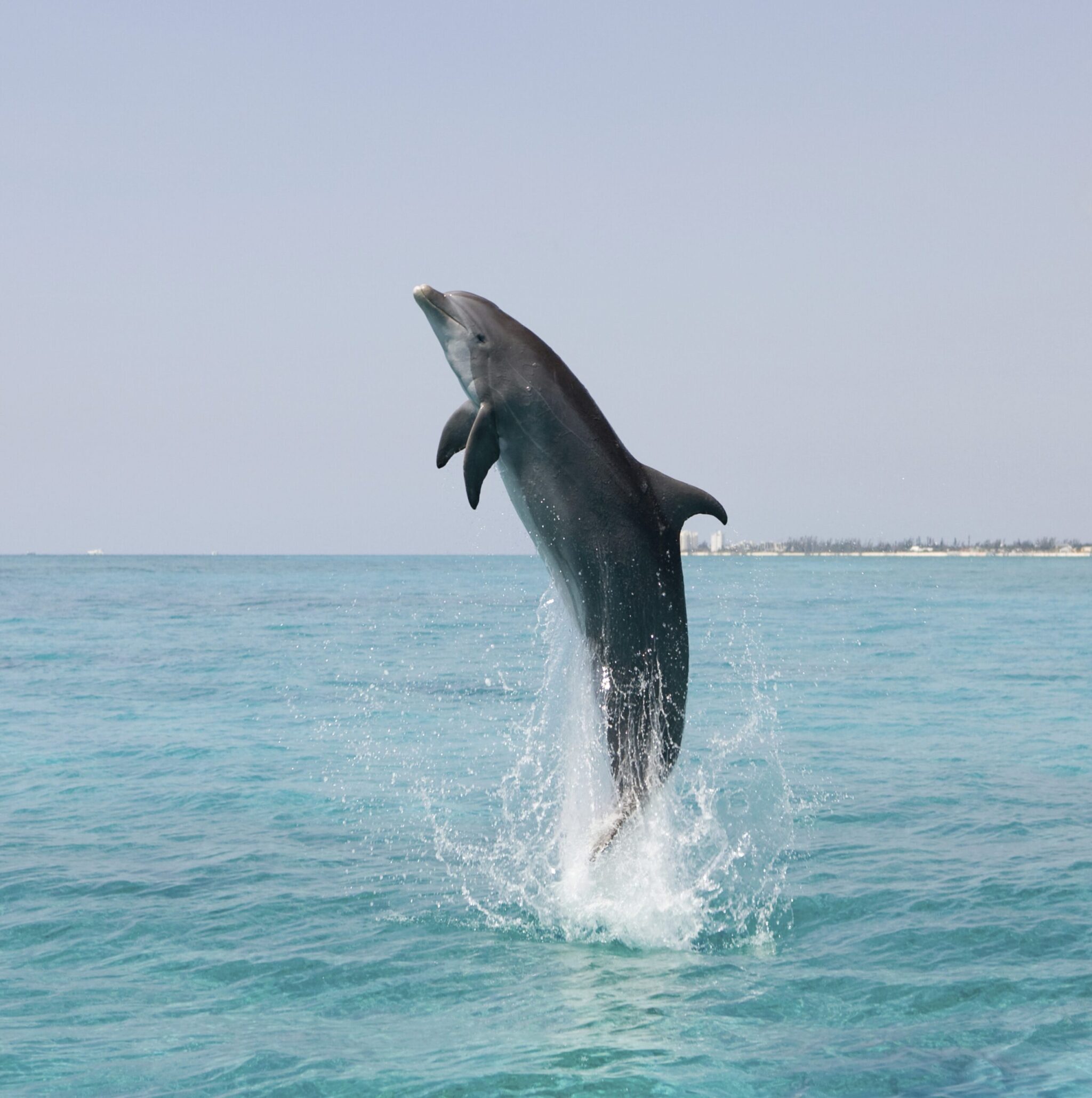 A dolphin watching tour in Key West